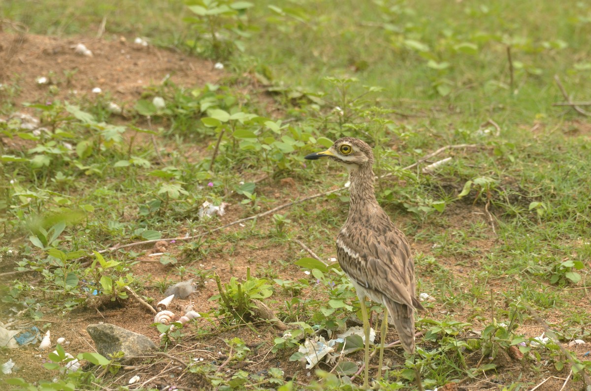 Indian Thick-knee - ML271359751