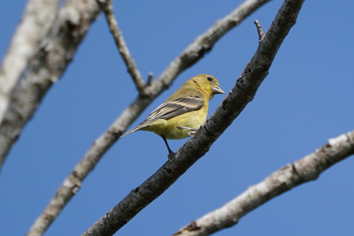 Lesser Goldfinch - ML271363691