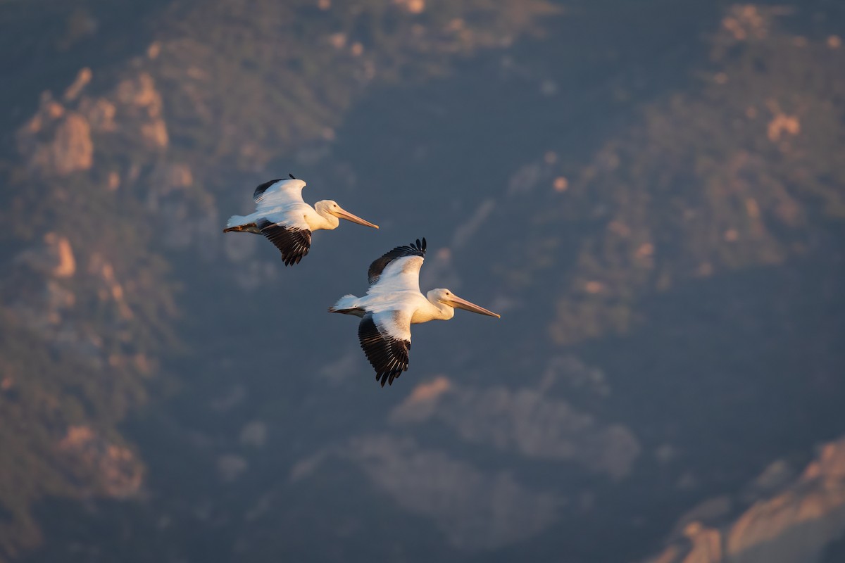 American White Pelican - ML271364291