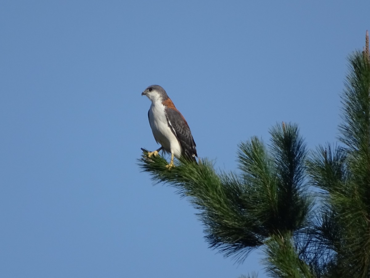 Variable Hawk - ML271364571