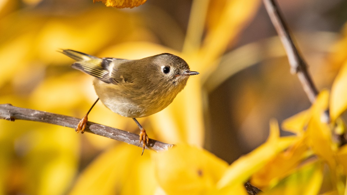 Ruby-crowned Kinglet - ML271364631