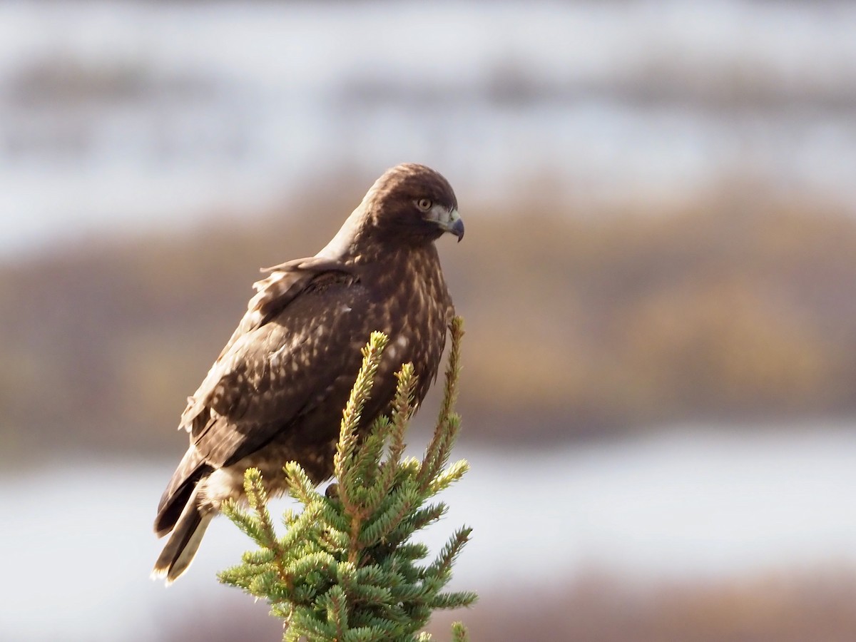 Red-tailed Hawk (Harlan's) - ML271364731