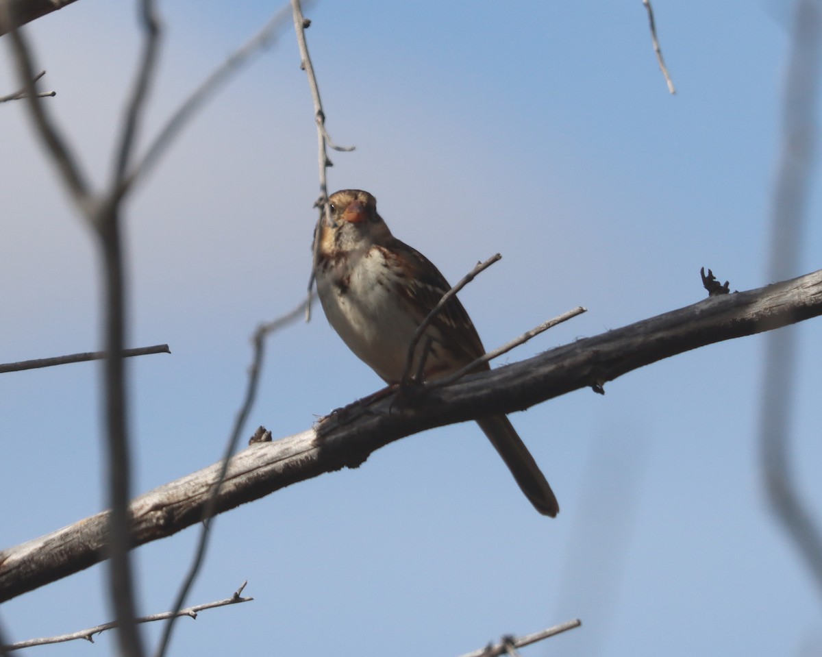 Harris's Sparrow - ML271364781