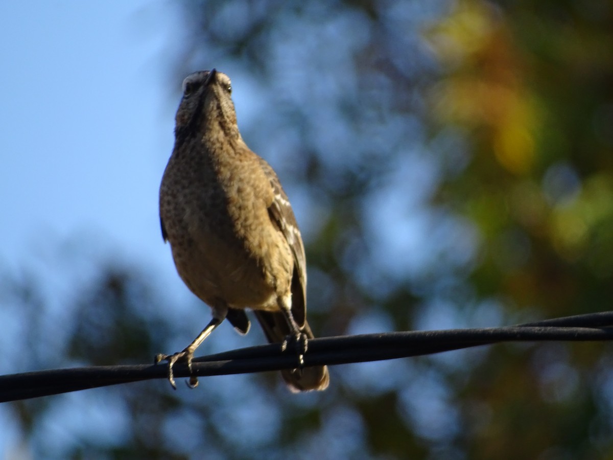 Chilean Mockingbird - ML271365151