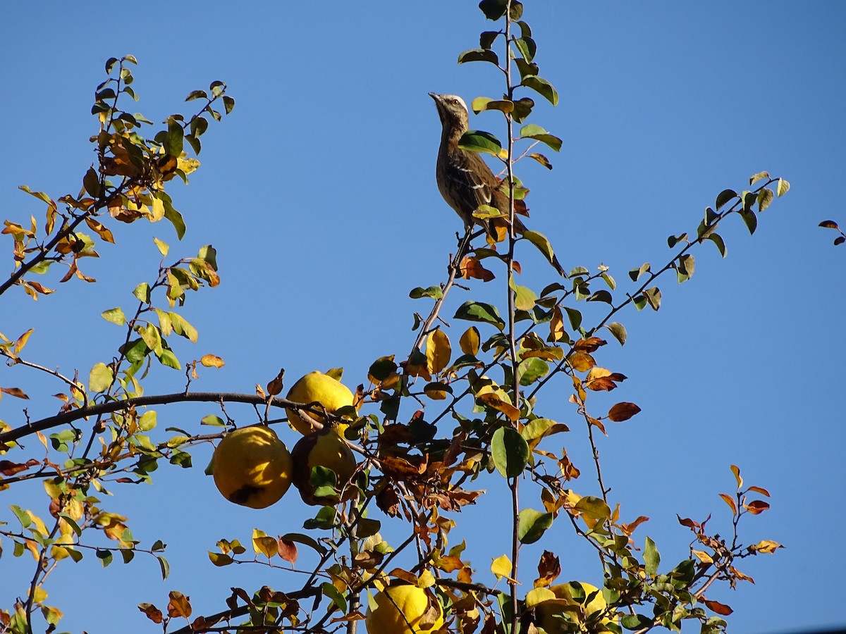 Chilean Mockingbird - ML271365271