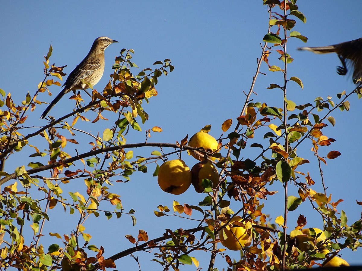 Chilean Mockingbird - ML271365371