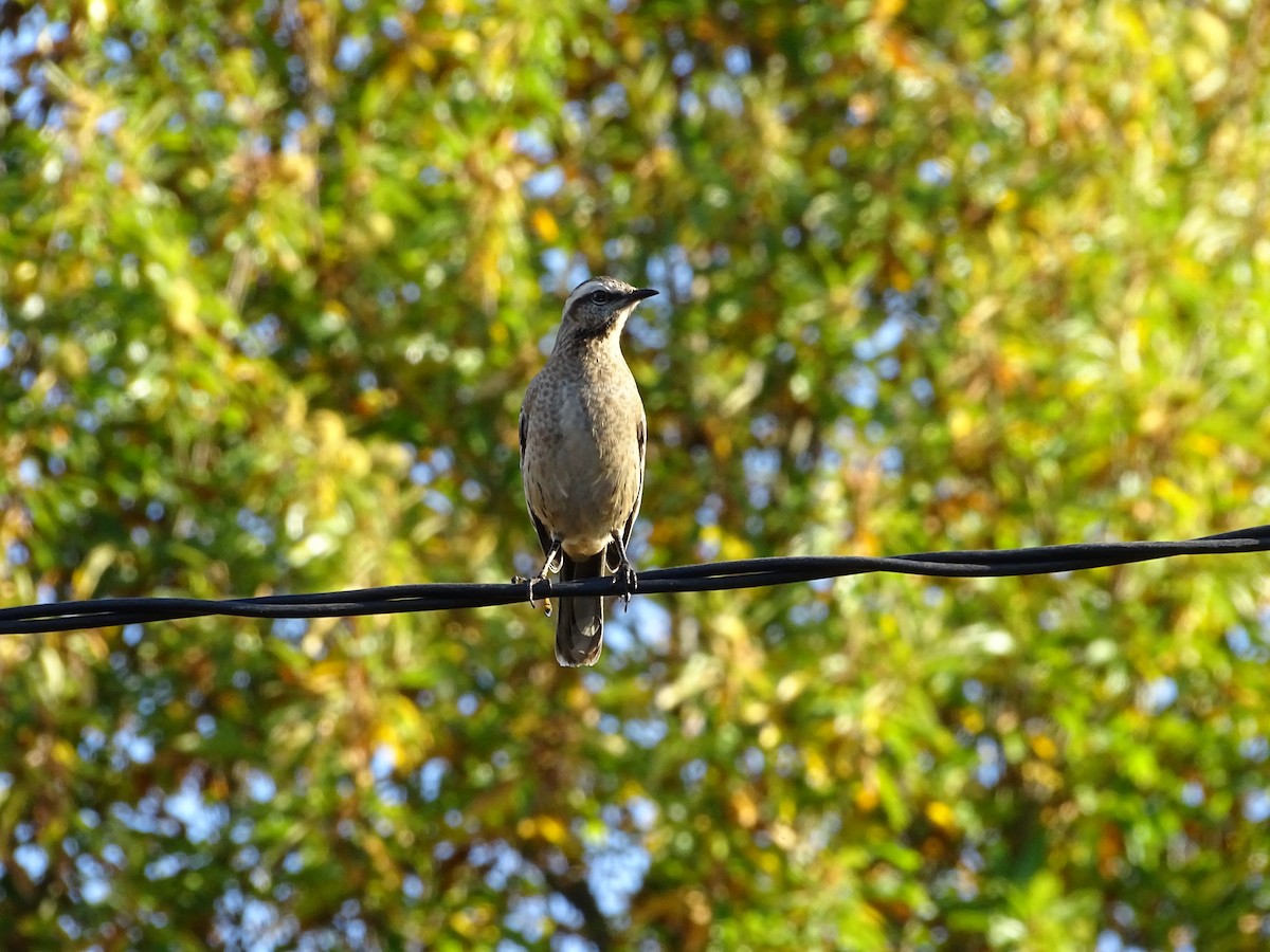 Chilean Mockingbird - ML271365401