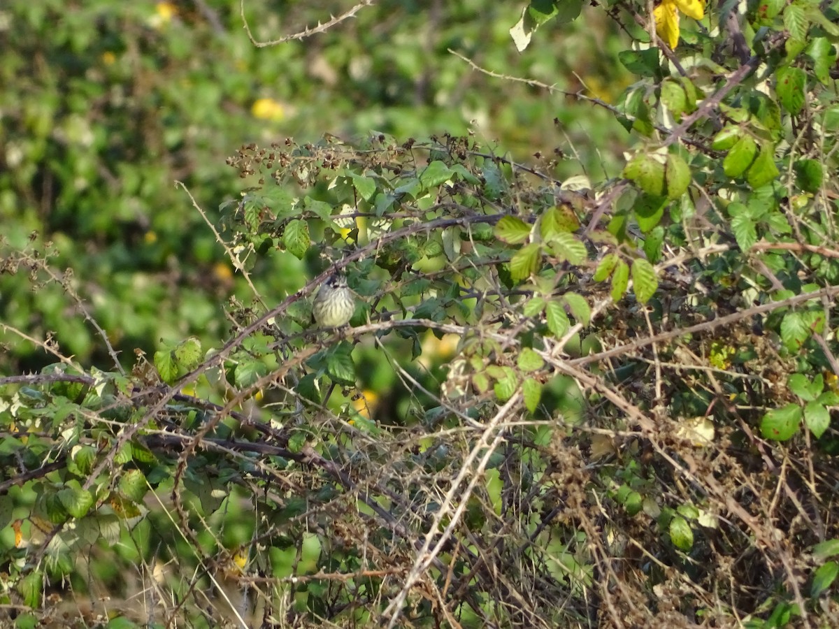 Tufted Tit-Tyrant - ML271367061