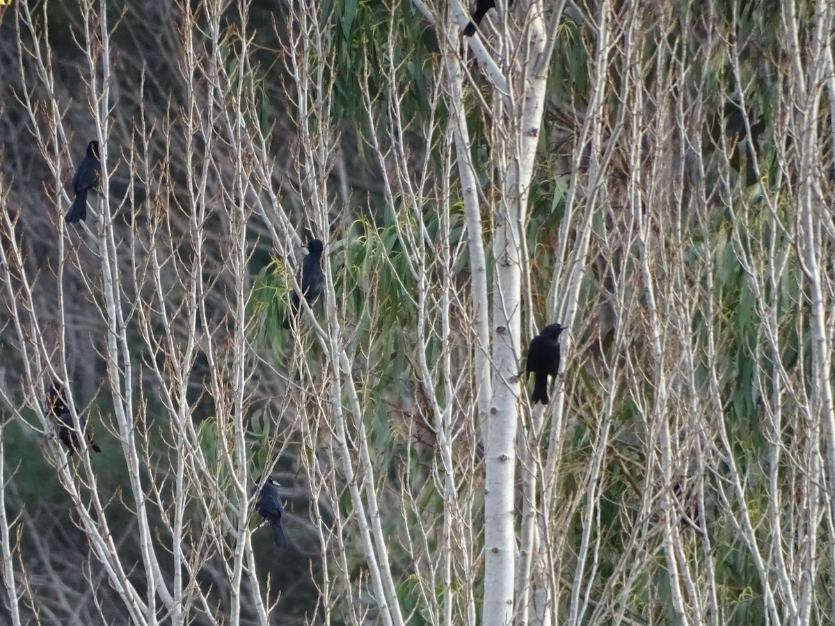 Austral Blackbird - ML271367421