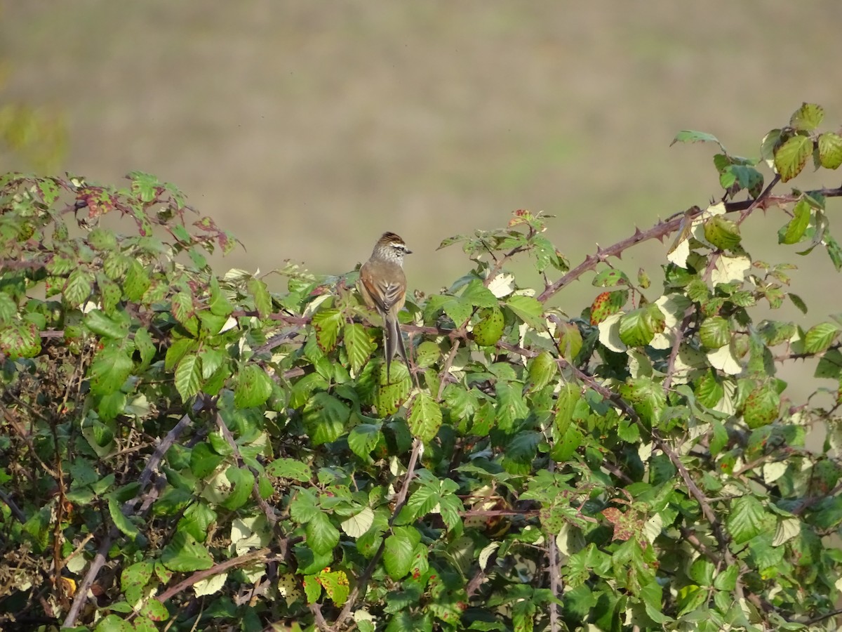 Plain-mantled Tit-Spinetail - ML271367811