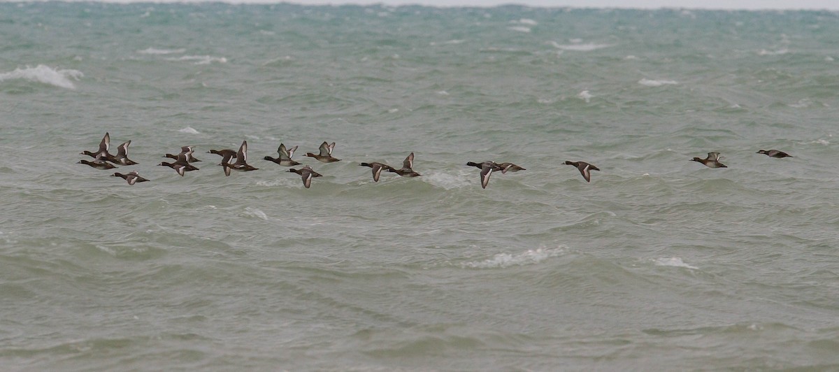 Greater Scaup - J B