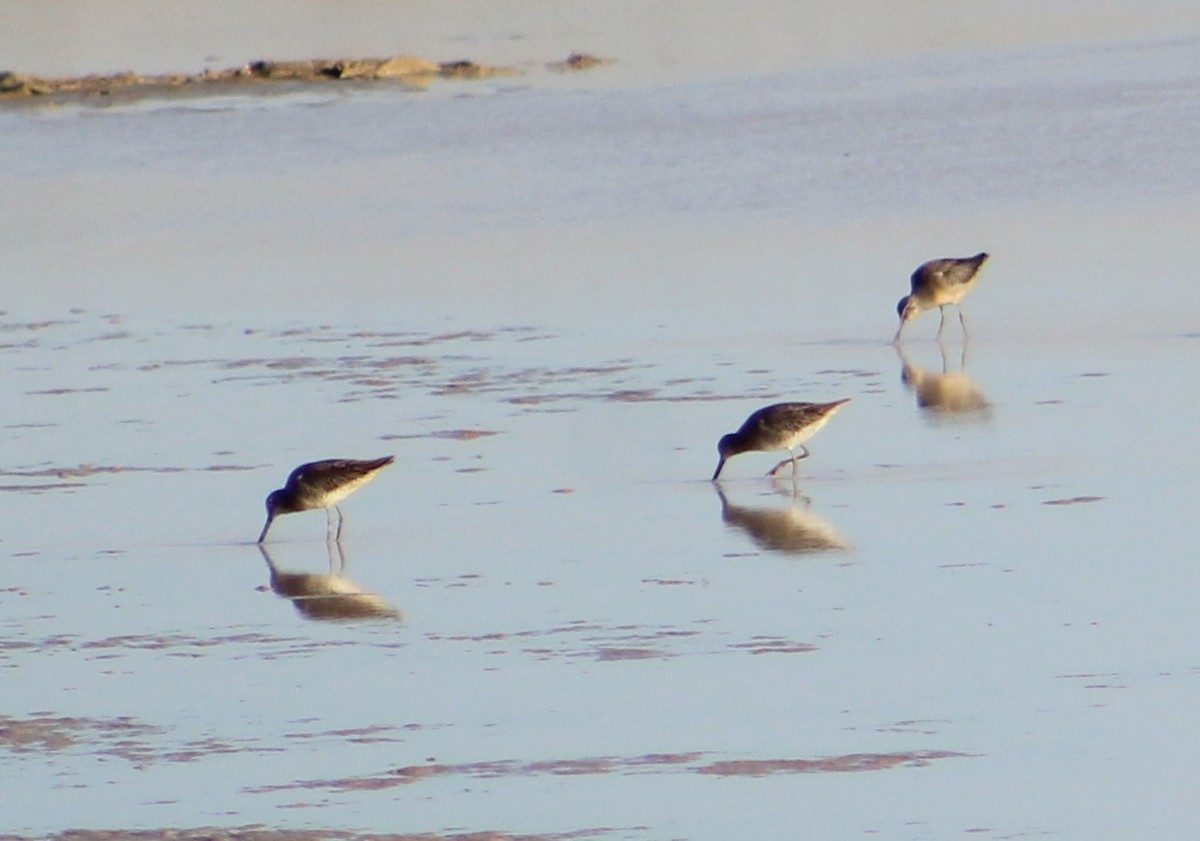 Long-billed Dowitcher - ML271367891