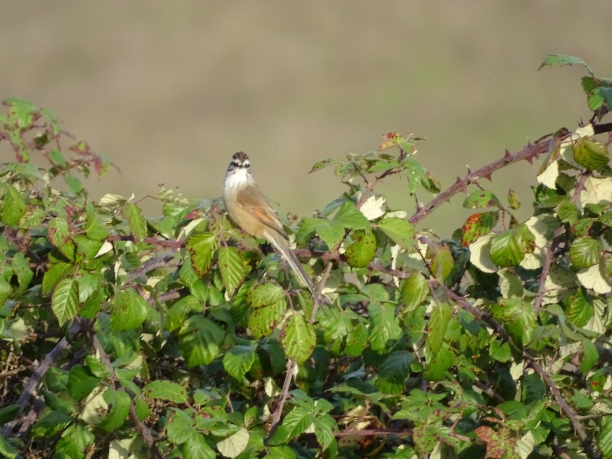 Plain-mantled Tit-Spinetail - ML271367901