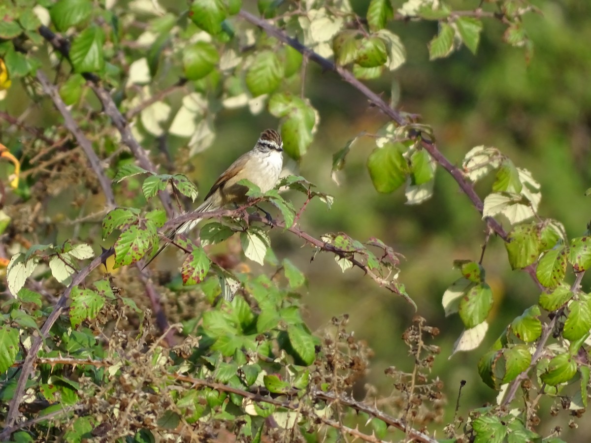 Plain-mantled Tit-Spinetail - ML271367941