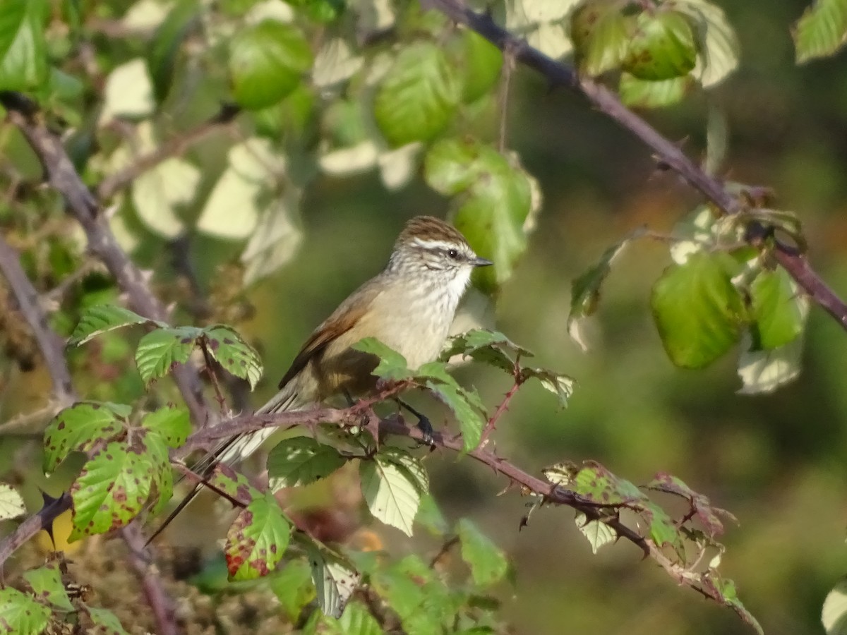 Plain-mantled Tit-Spinetail - ML271368001