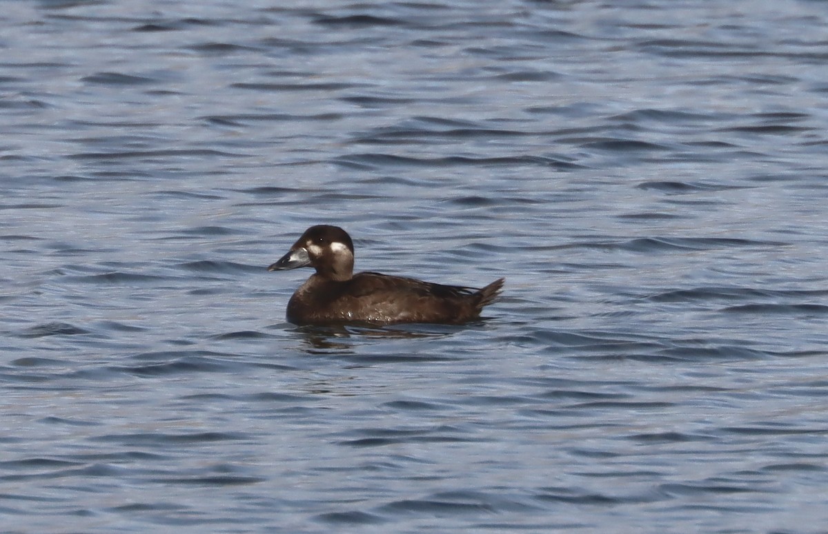 Surf Scoter - ML271368331