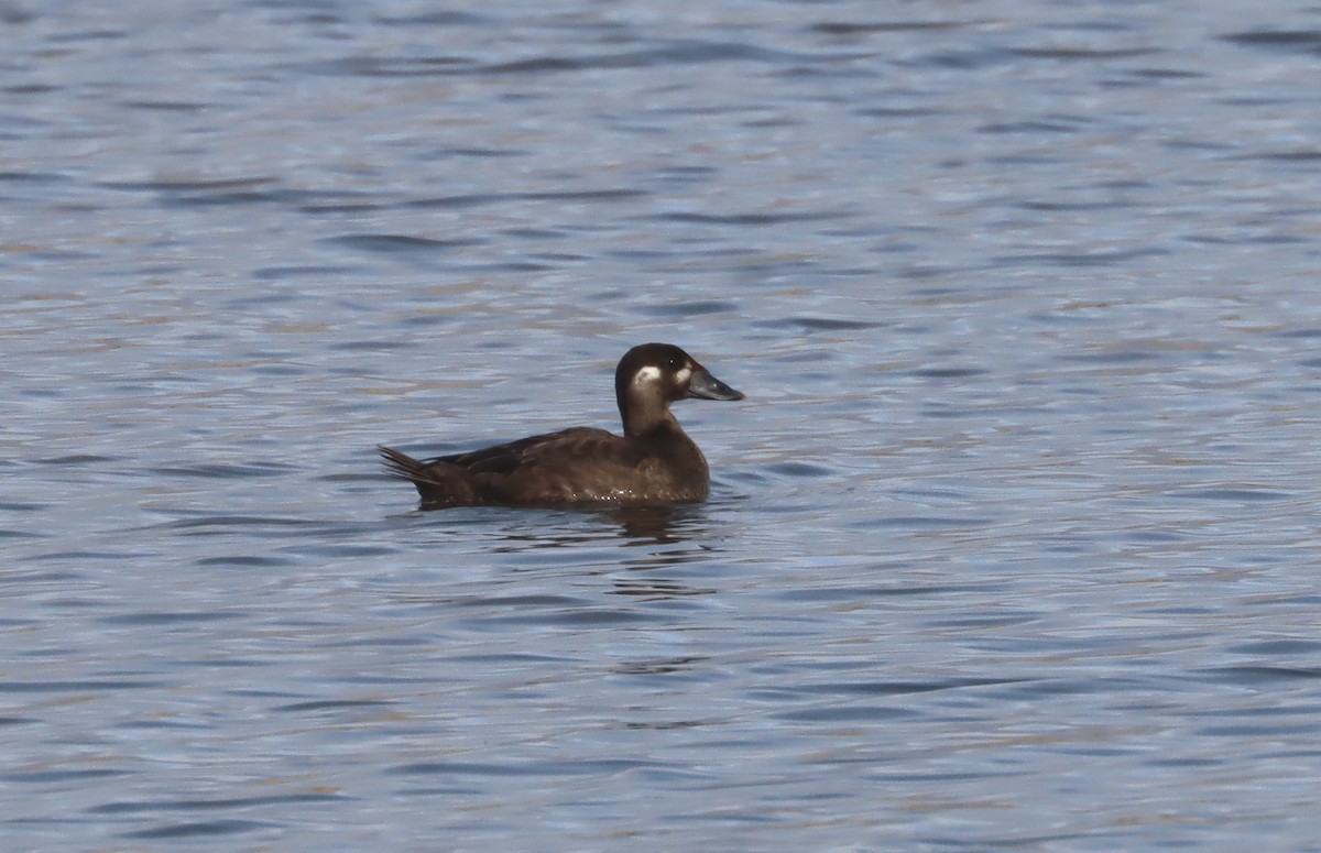 Surf Scoter - ML271369141