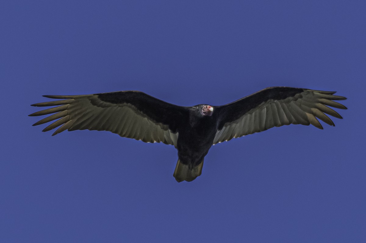 Turkey Vulture - ML271370141