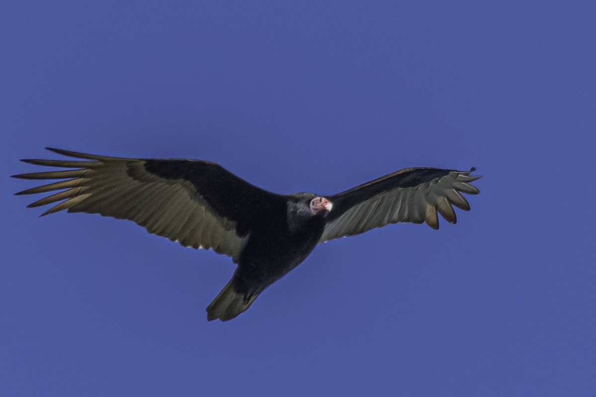 Turkey Vulture - Amed Hernández