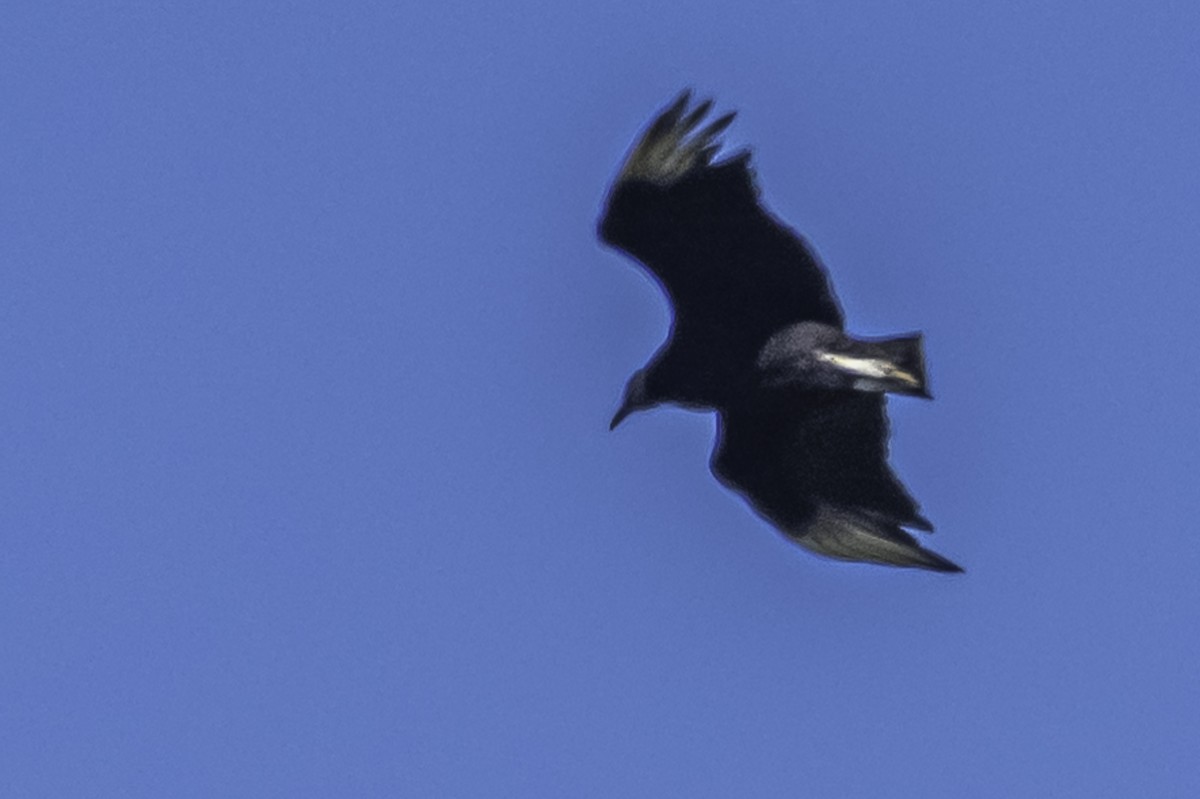 Black Vulture - ML271370201