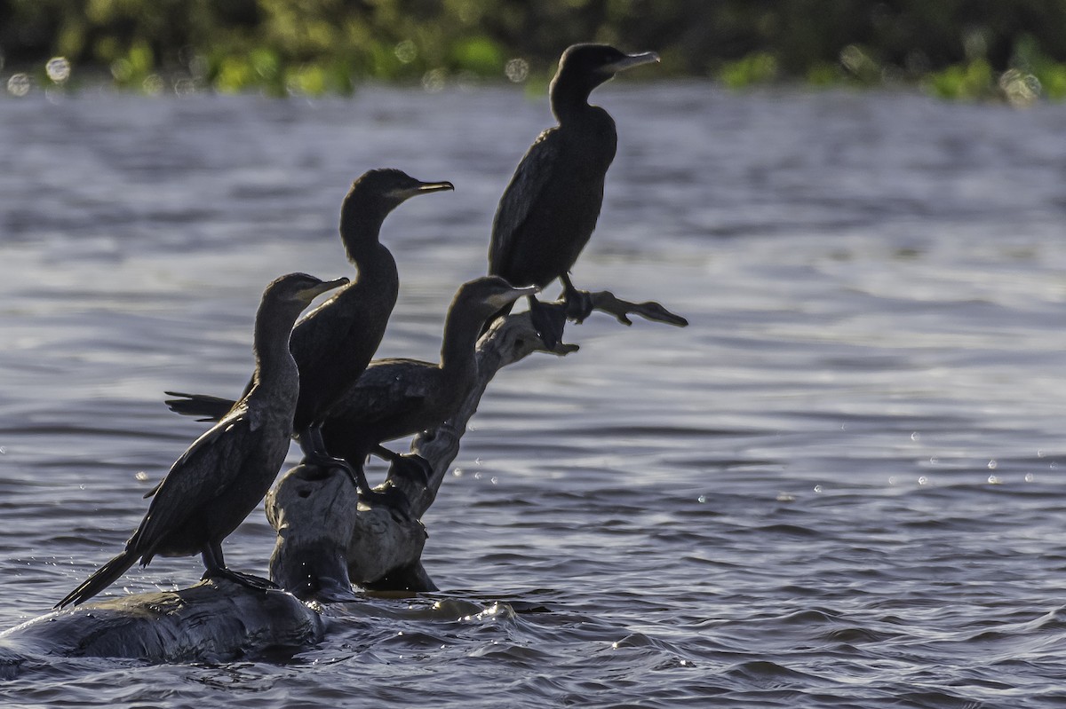 Neotropic Cormorant - Amed Hernández