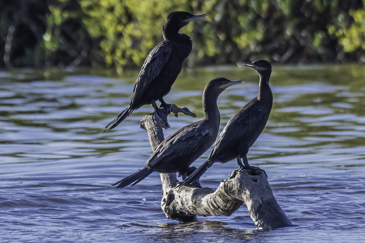 Neotropic Cormorant - ML271370381