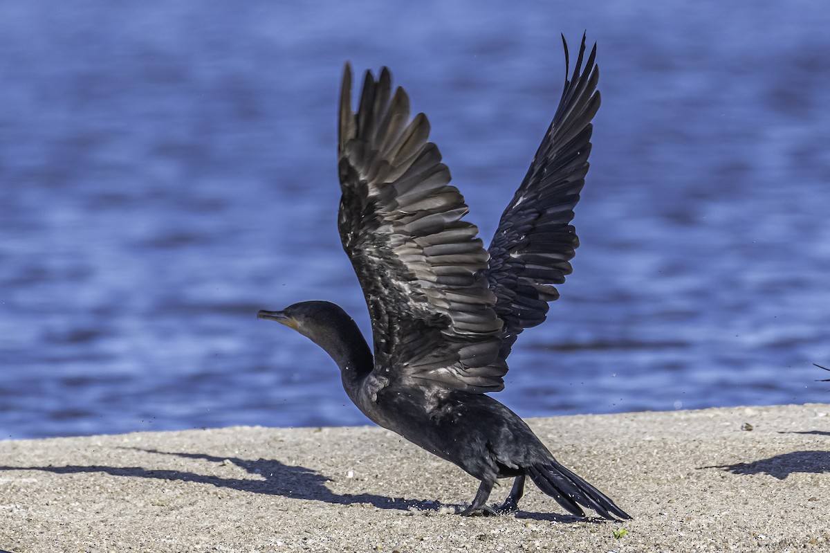 Neotropic Cormorant - ML271370391