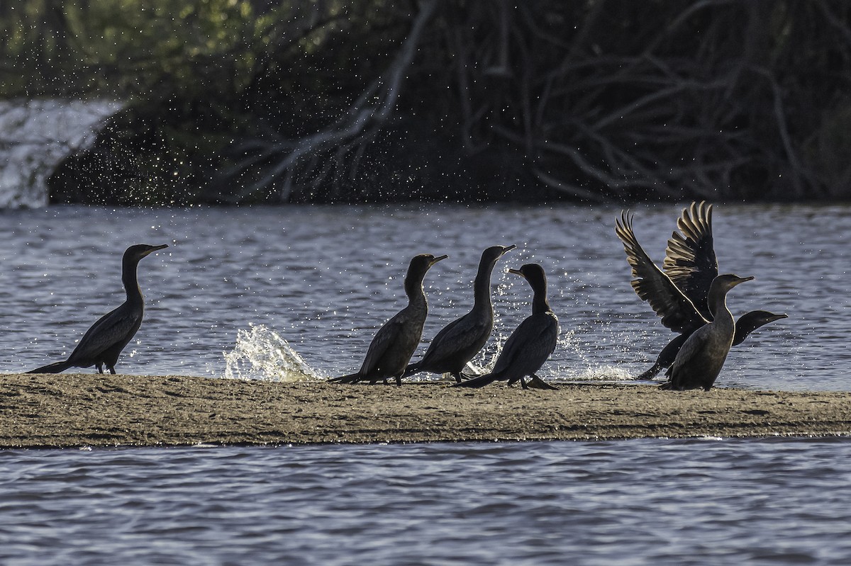 Neotropic Cormorant - ML271370401