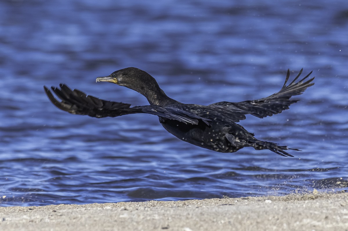 Neotropic Cormorant - ML271370421