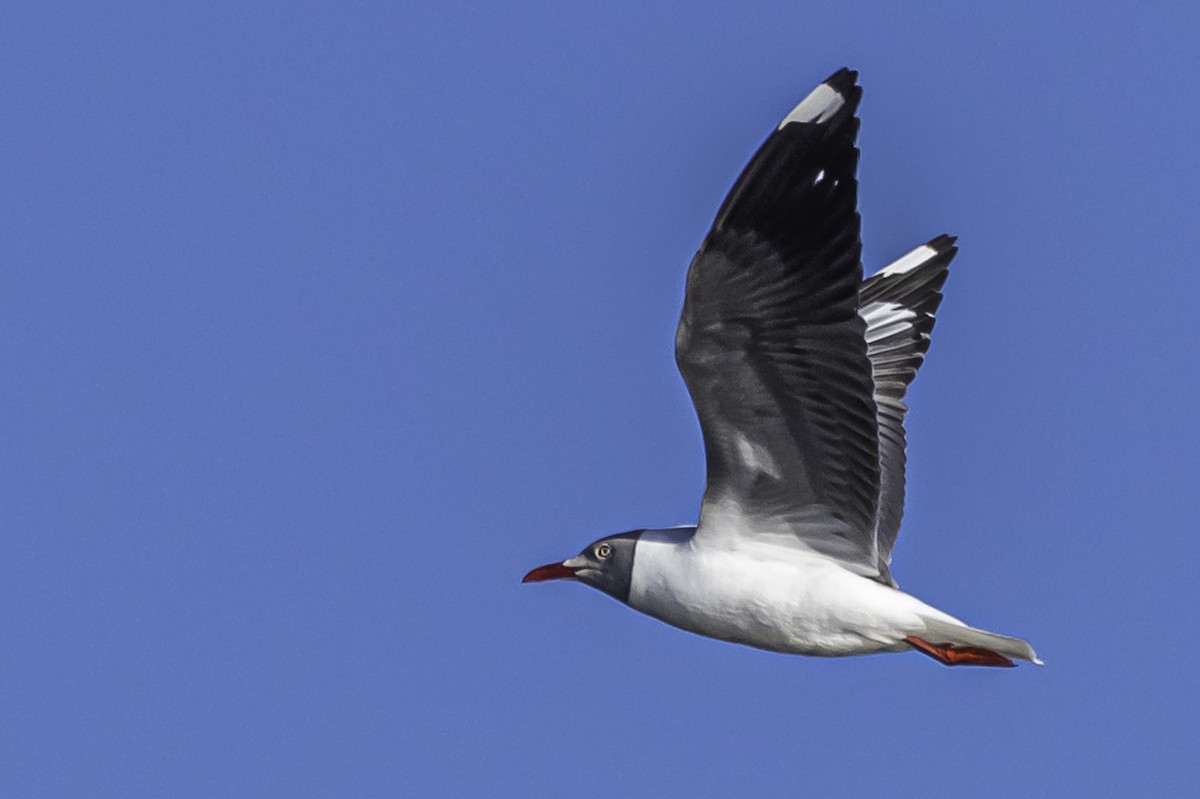 Gray-hooded Gull - Amed Hernández