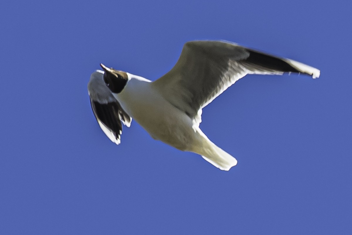 Brown-hooded Gull - ML271370481