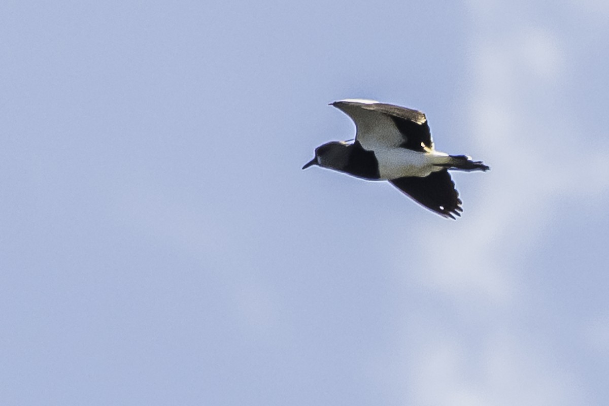 Southern Lapwing - ML271370491