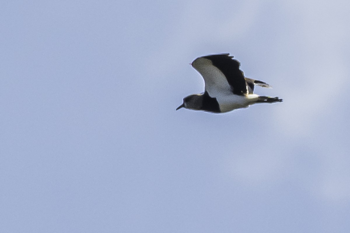 Southern Lapwing - ML271370501