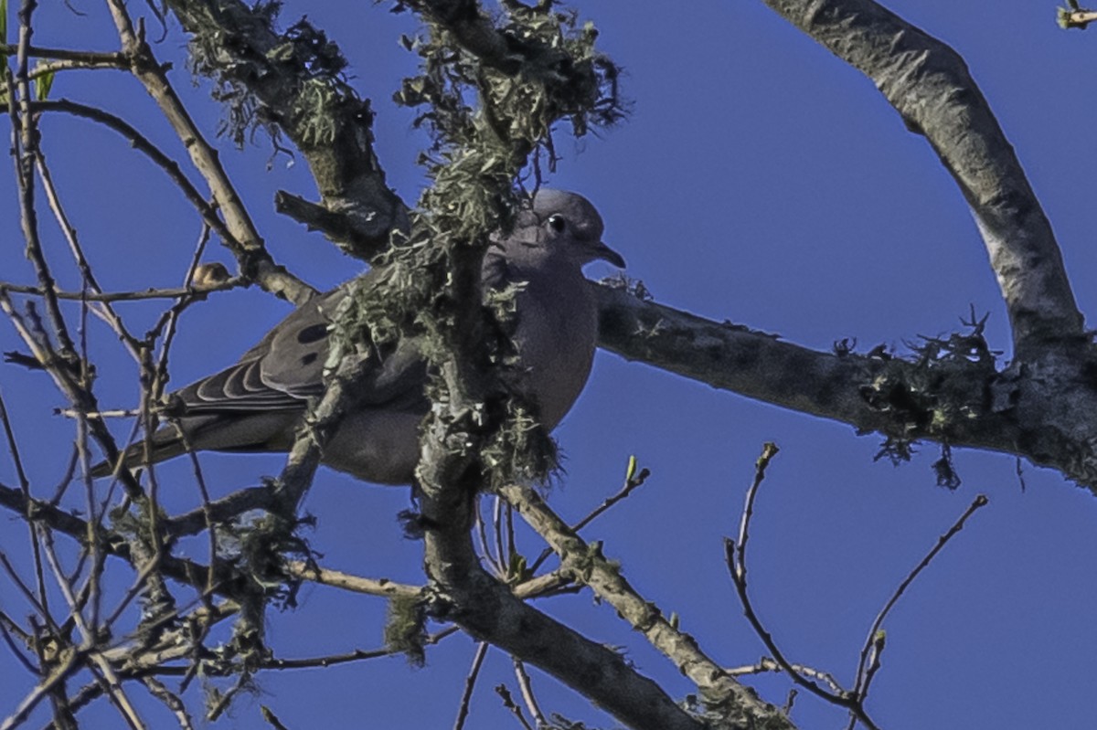 Eared Dove - ML271370571