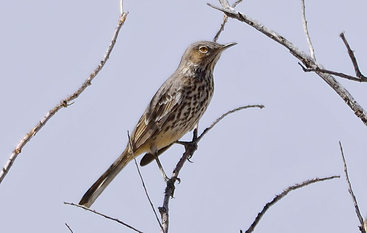 Sage Thrasher - ML271371261