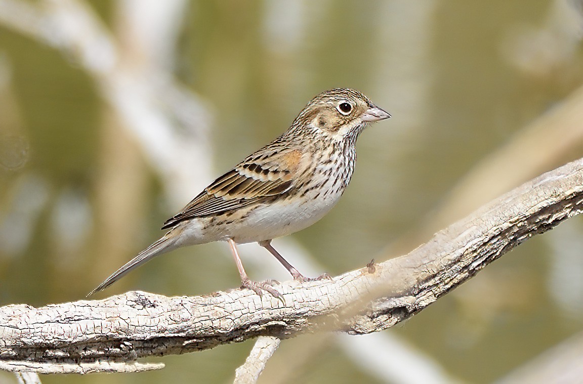 Vesper Sparrow - ML271371771