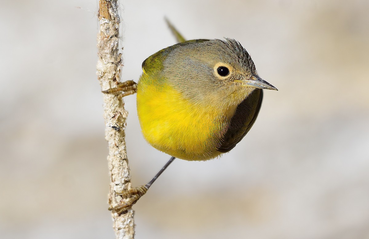 Nashville Warbler - Ad Konings