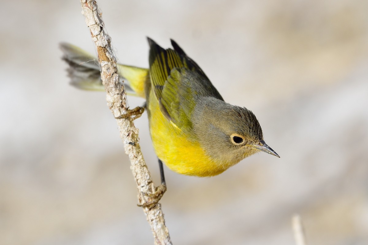 Nashville Warbler - ML271371851