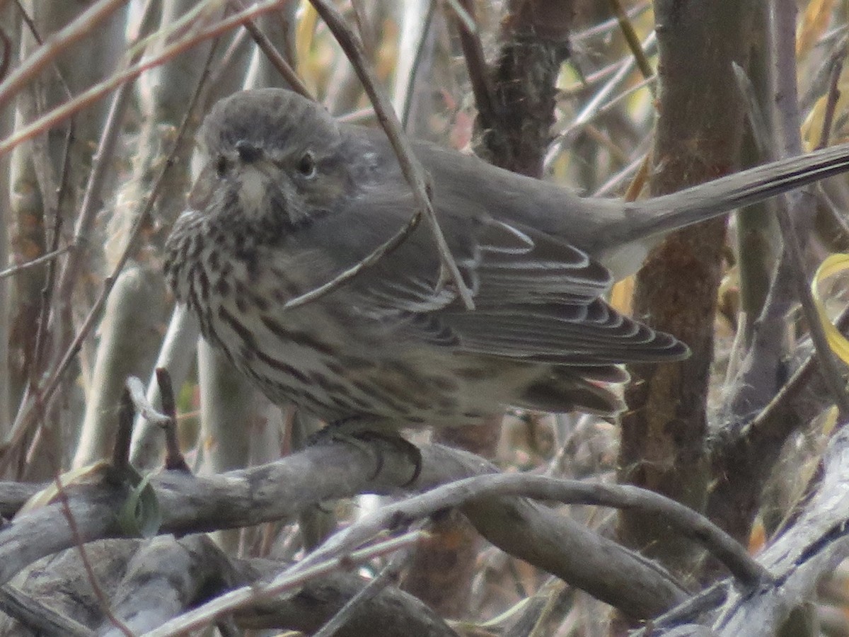 Sage Thrasher - ML271372391