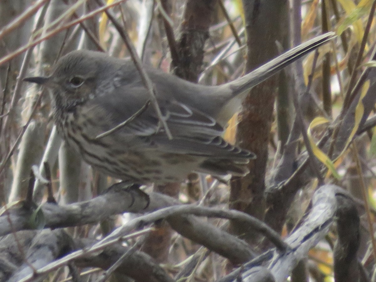 Sage Thrasher - ML271372401