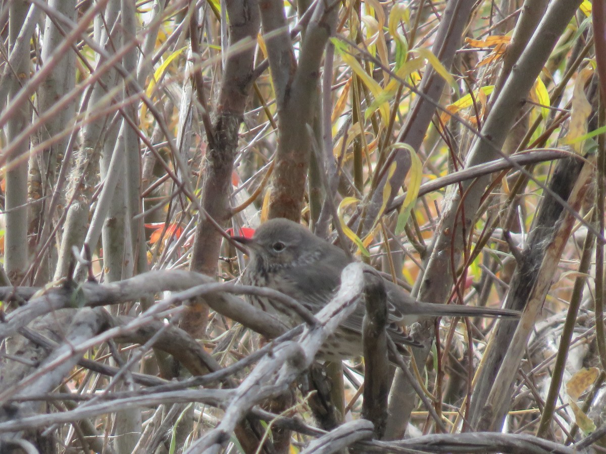 Sage Thrasher - ML271372431