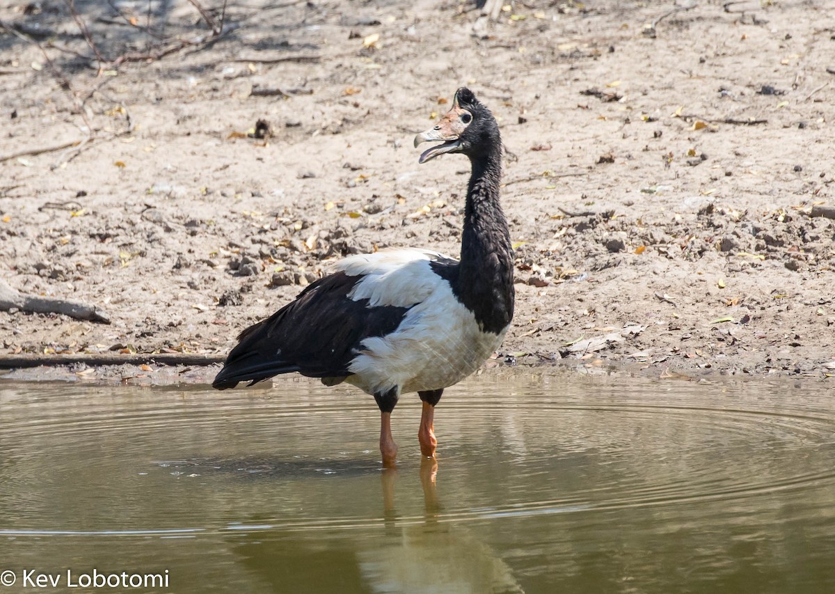 Magpie Goose - Kevin Bartram