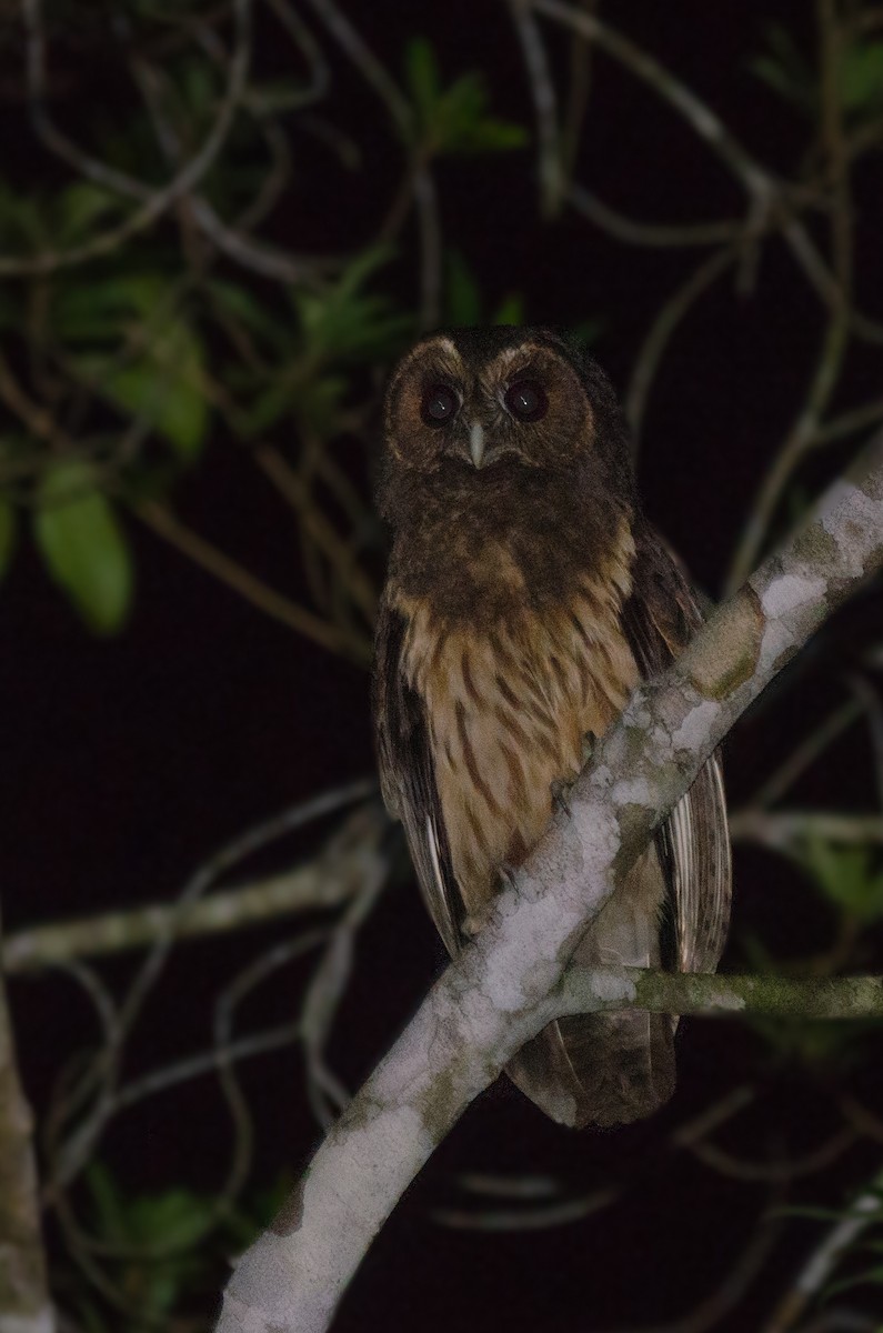 Mottled Owl - ML271379381