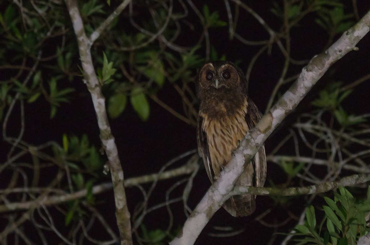 Mottled Owl - ML271379561