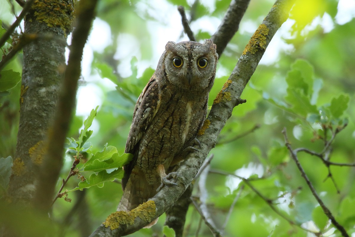 Eurasian Scops-Owl - Patrick J. Blake