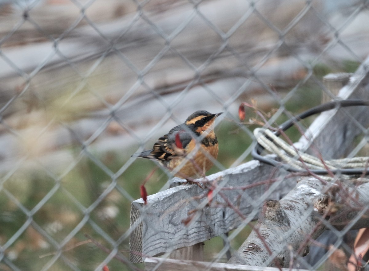 Varied Thrush - ML271382301