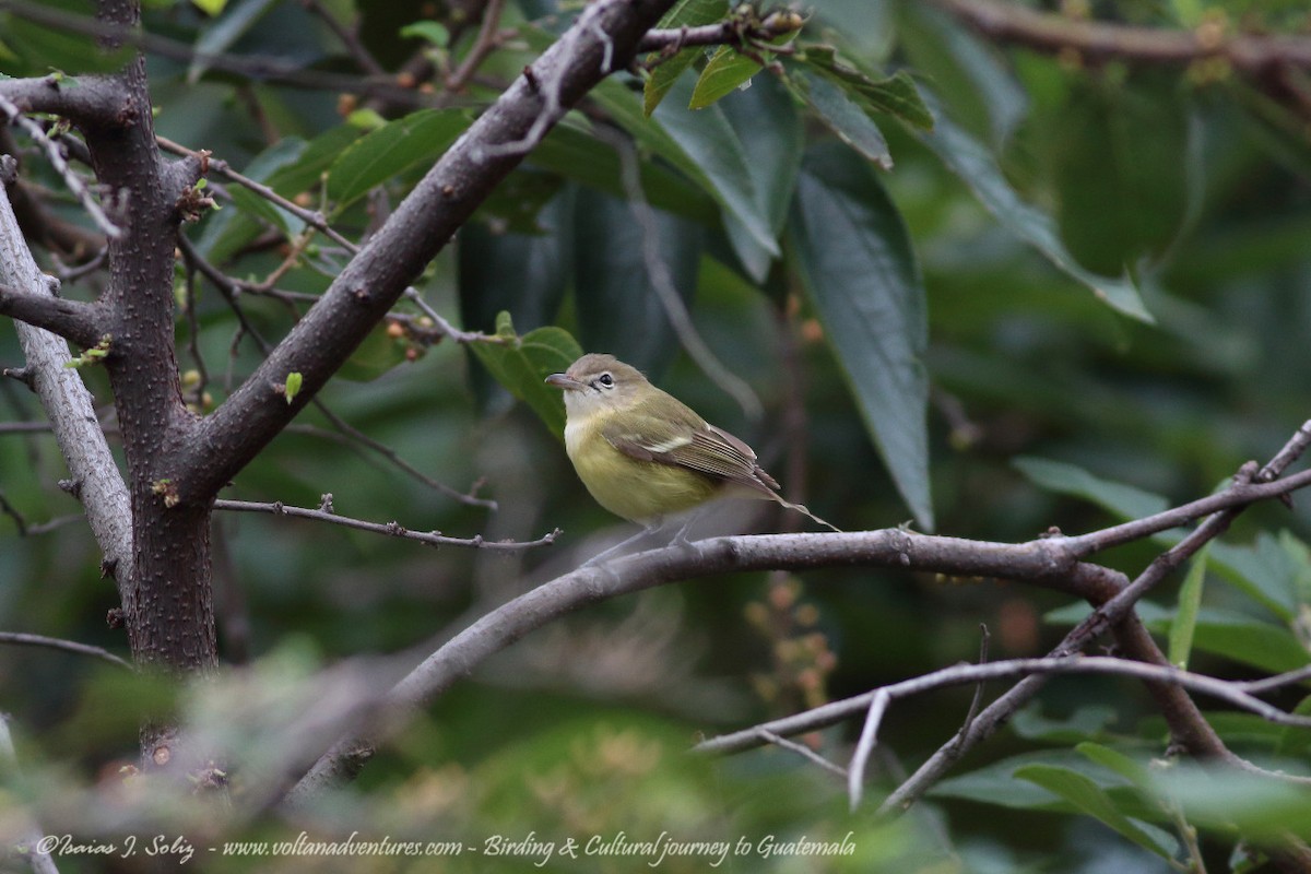 Bell's Vireo - ML271385221