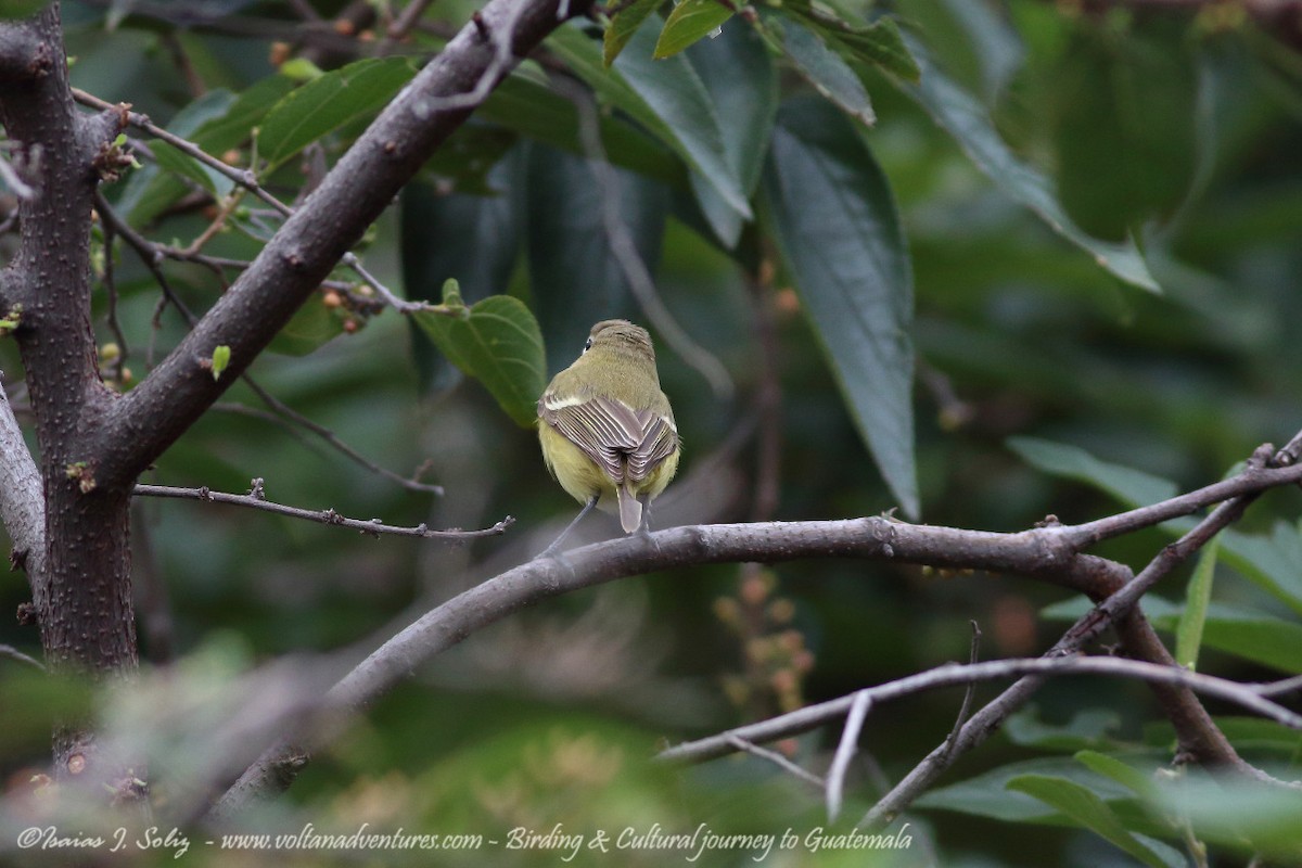 Bell's Vireo - ML271385241