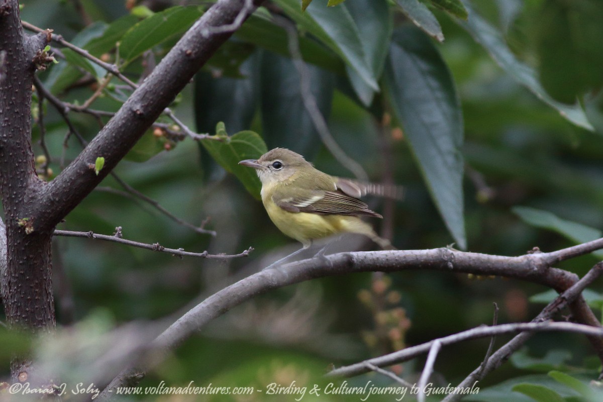 Bell's Vireo - ML271385251