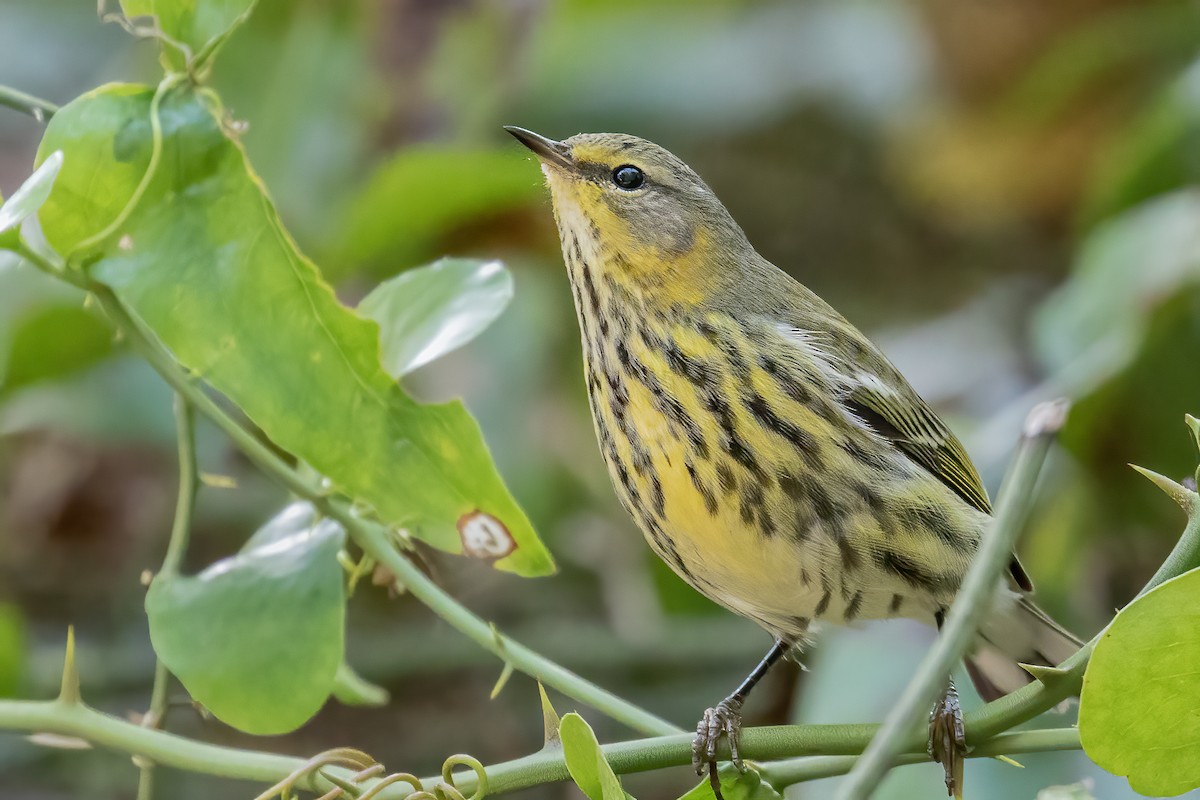 Cape May Warbler - Bill Wood